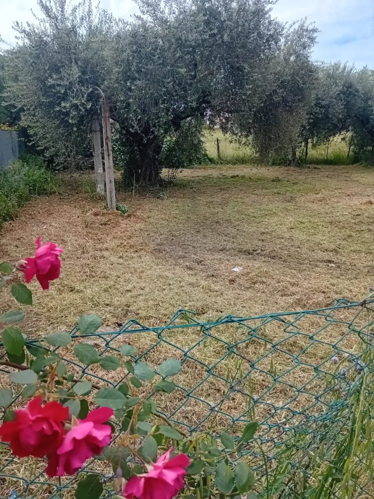 pulizia terreni a roma